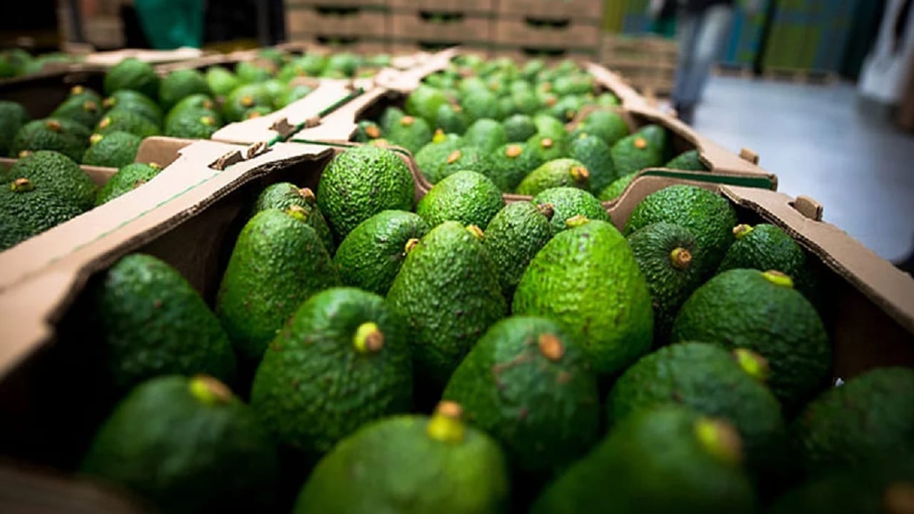 Producción y logística para la exportación de aguacates