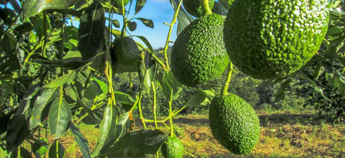 Producción y logística para la exportación de aguacates 2