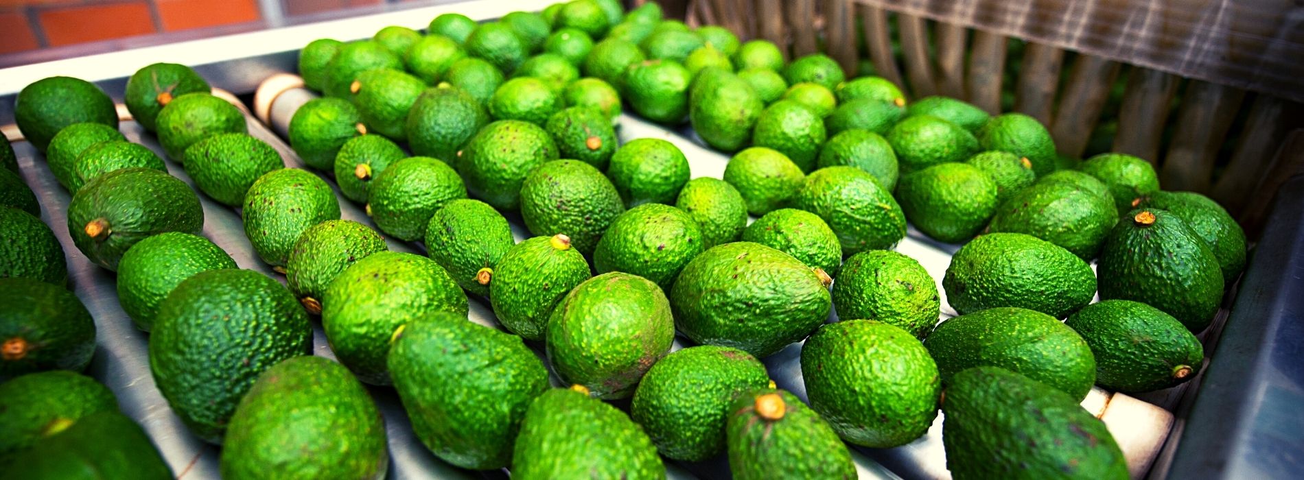 Producción y logística para la exportación de aguacates 3