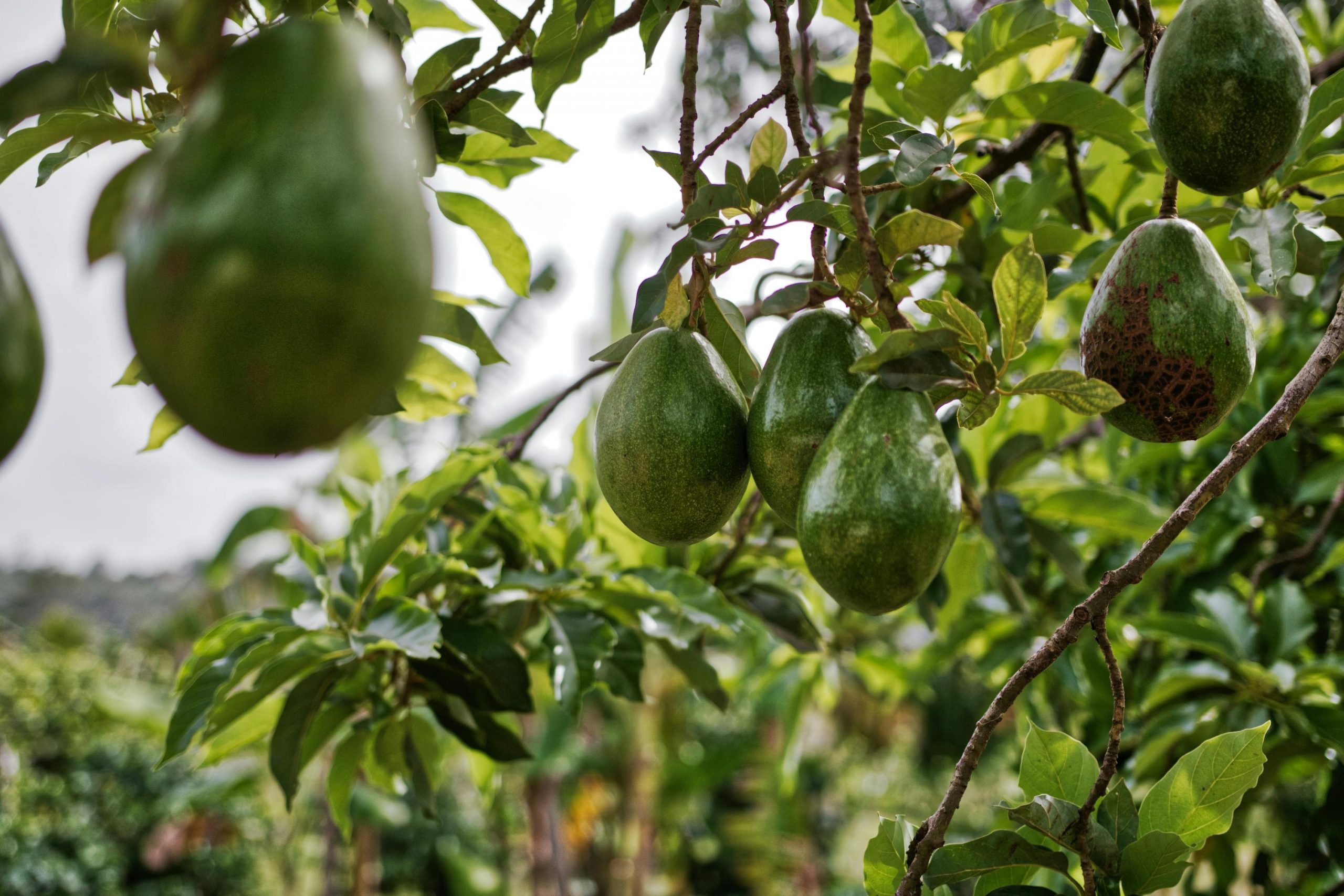 fruto de aguacate